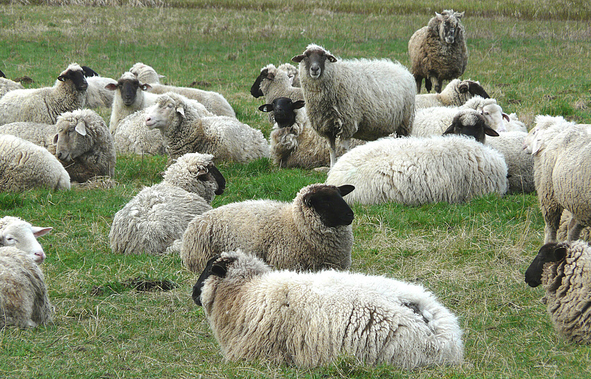 Schafe liegen und stehen auf einer Wiese