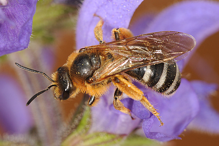Große Salbei-Schmalbiene, eine gefährdete Art aus der Familie der Furchenbienen; Quelle: Stefan Tischendorf