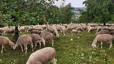 Eine Schafherde steht auf einer Streuobstwiese und grast.