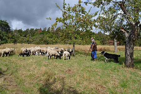Die Grünlandnutzung mit Schafen im Streuobst ist von besonderer Bedeutung. Sie ermöglicht nicht nur eine einfachere Ernte im Herbst. Vielmehr fördert sie die Artenvielfalt enorm. Pflanzen, Insekten und Vögel profitieren von der Beweidung mit kleinen Wiederkäuern außerordentlich