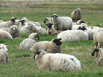 Die Wollqualität unterscheidet sich stark zwischen den unterschiedlichen Schafrassen. Auch bei guter Wollqualität wie sie zum Beispiel Merinowollschafe haben, sind die Preise in der Regel unrentabel.