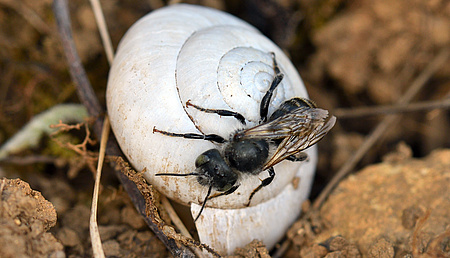 Eine Wildbiene sitzt auf einem leeren weißen Schneckenhaus