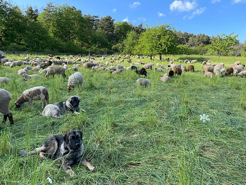 Wenn die Wiesen im Mai wieder grün werden, beginnt für die Schafe die Weidesaison. Die beiden mazedonischen Herdenschutzhunde Arielle und Alana leben mit den Schafen in der Herde und bewachen sie Tag und Nacht. (Foto: Pierre Schmidt)