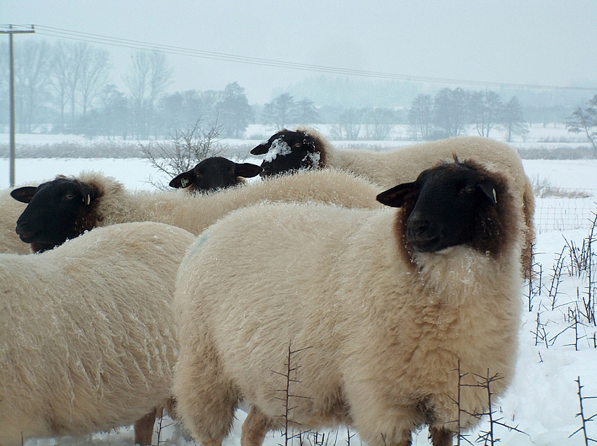 Dank ihrer dicken Wolle macht den Schafen Kälte und Nässe nichts aus. Durch die Kräuselung der einzelnen Wollfasern bilden sich kleine Luftkammern die dafür sorgen, dass sie gut geschützt sind. Foto: Wolfgang Wagner