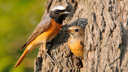 Großaufnahme von zwei Vögeln an einem Baum. Der eine Vogel hält sich an der Rinde fest, der andere schaut aus einer Baumhöhle.