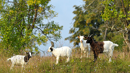 Vier Ziegen auf eienr Wiese. Im Hintergrund Büsche und Bäume