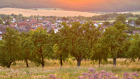 Zu sehen sind Obstbäume, im Hintergrund ist ein Wetterauer Dorf im Abendrot zu erkennen.