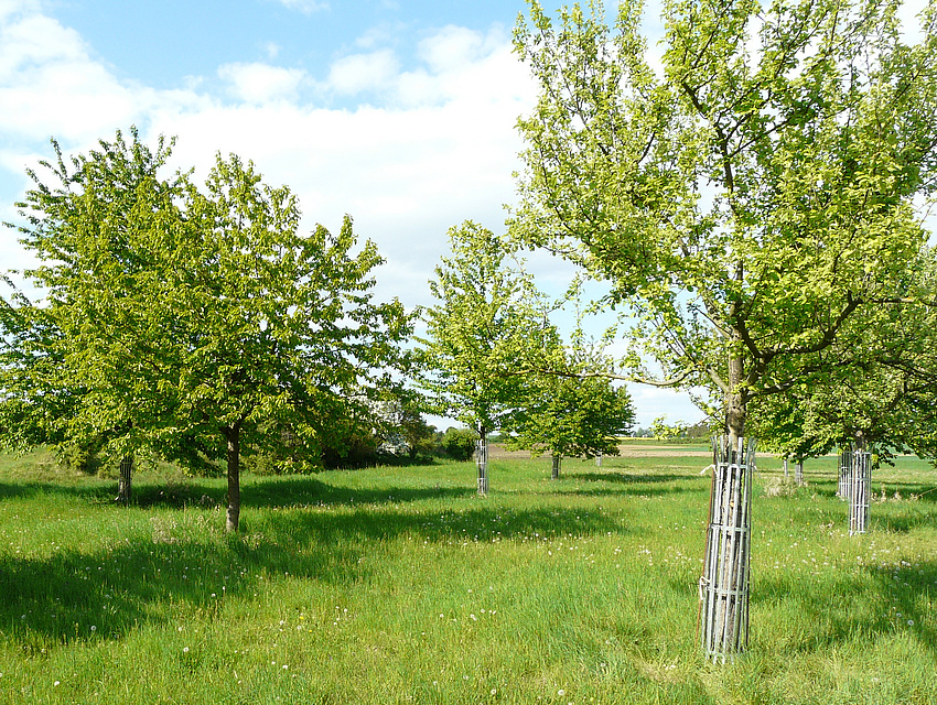Baumschutzgitter für Beweidung von Streuobstwiesen