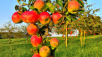 Rote Äpfel hängen an einem Baum auf einer Streuobstwiese.