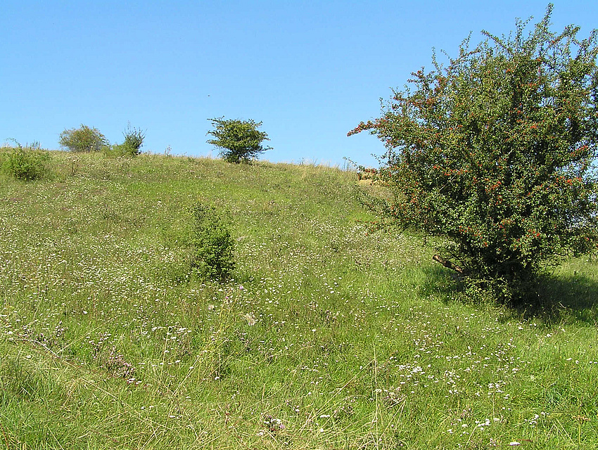 Hang mit Rasenfläche, rechts ein Baum