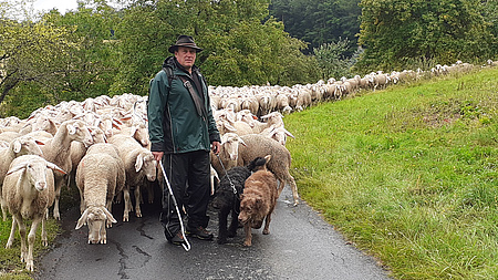 Thomas Etzel führt die Schafherde an, seine Hütehunde helfen ihm dabei (Quelle: Naturschutzfonds e.V.)
