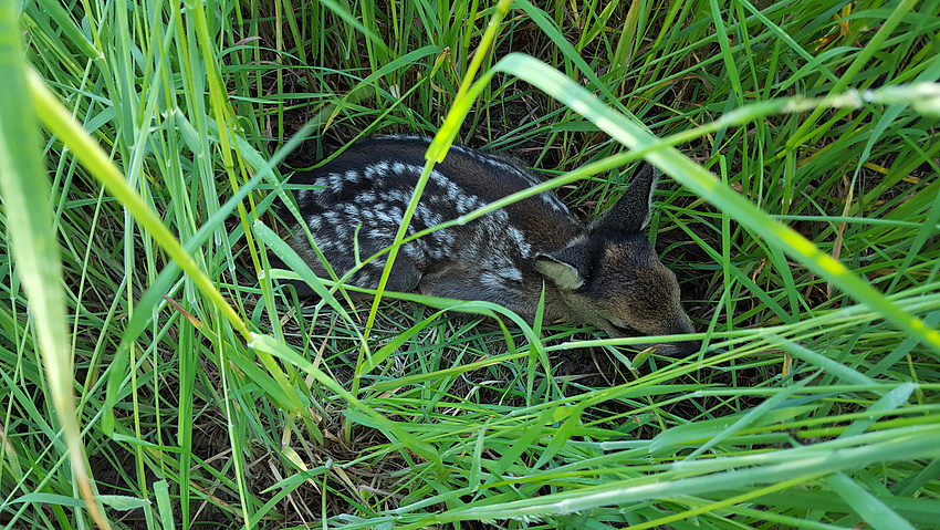 Rehkitz wartet im hohen Gras auf das Zurückkommen des Muttertieres (Bildquelle: Ute Heinzerling)