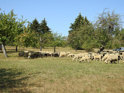 Schafe bei der Landschaftspflege