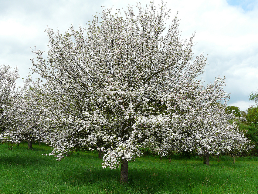 Blühender Obstbaum im Frühjahr