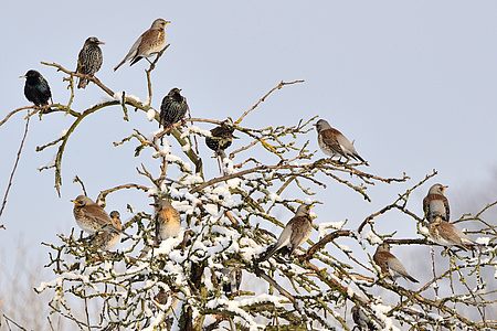 Viele Vogelarten sind auch im Winter auf Streuobstwiesen anzutreffen. Foto: Karl-Hermann Heinz