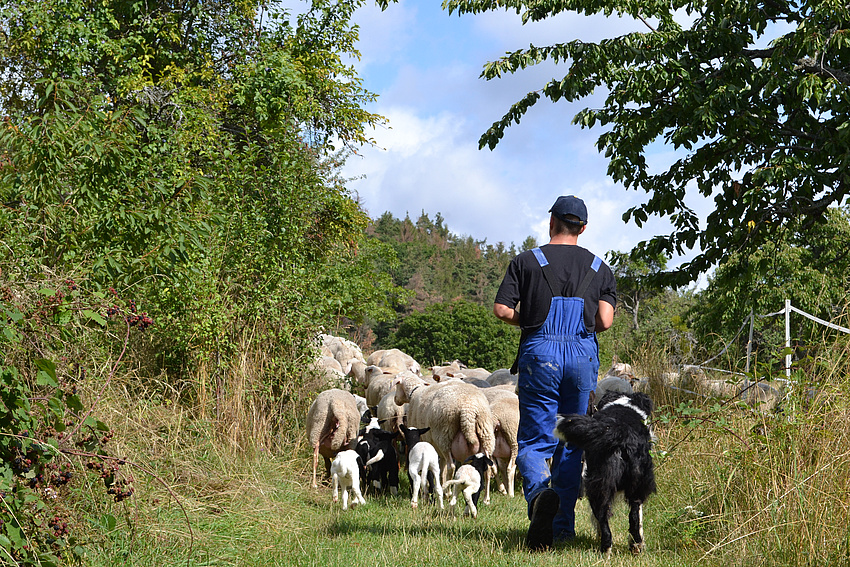 Nur gesunde Schafe sind gute Landschaftspfleger